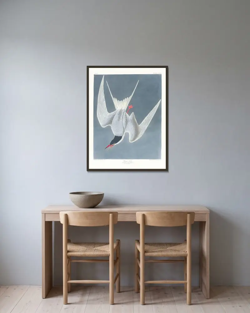 Sterna hirundo, John James Audubon v rámu na stěně