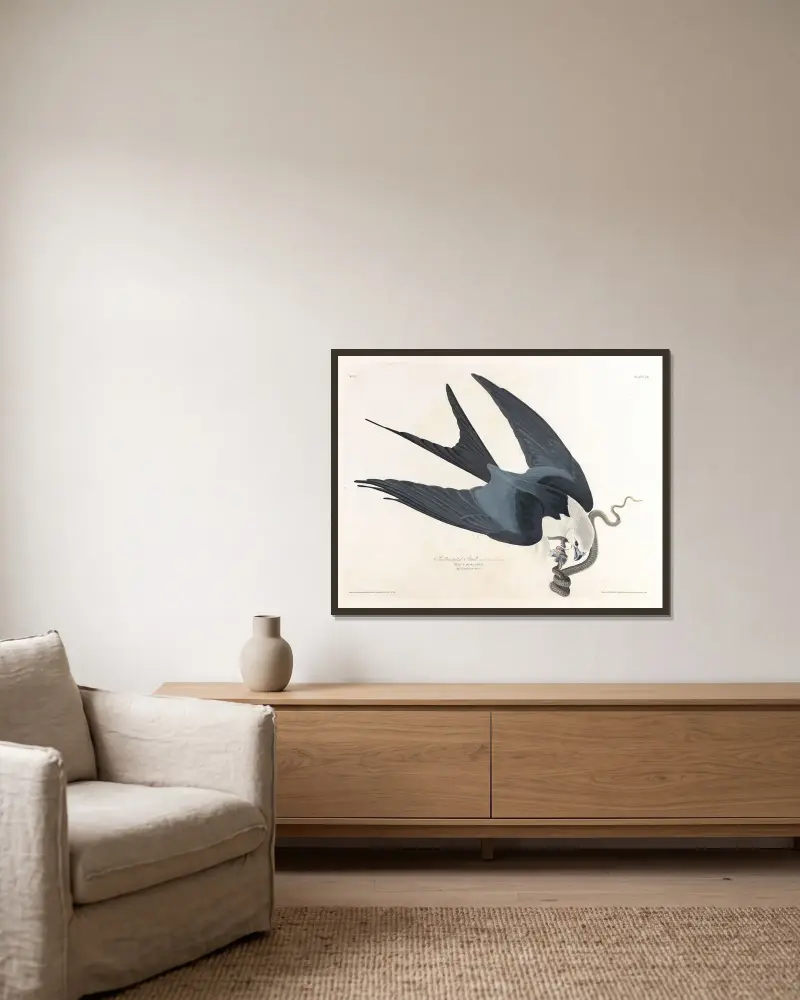 Vidstjärtad glada, John James Audubon v rámu na stěně