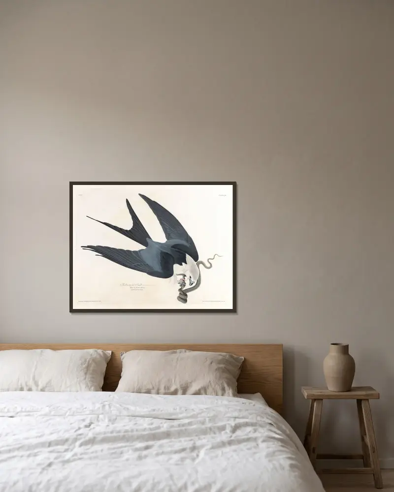 Vidstjärtad glada, John James Audubon v rámu na stěně