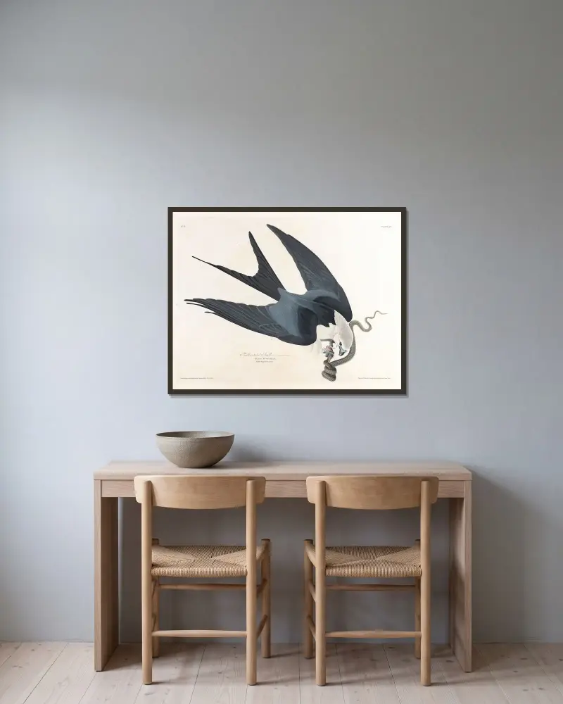 Vidstjärtad glada, John James Audubon v rámu na stěně