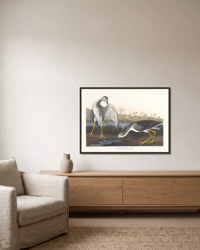 Tell-tale godwit or snipe av John James Audubon inramad på en vägg