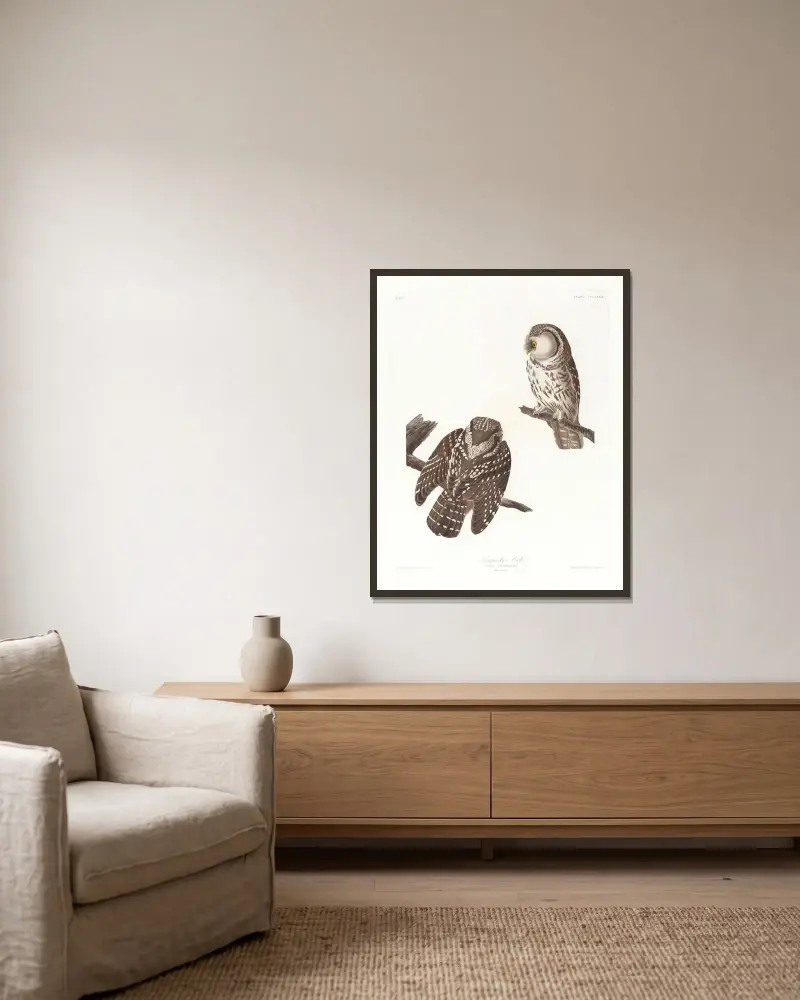 Tengmalms uggla, John James Audubon v rámu na stěně