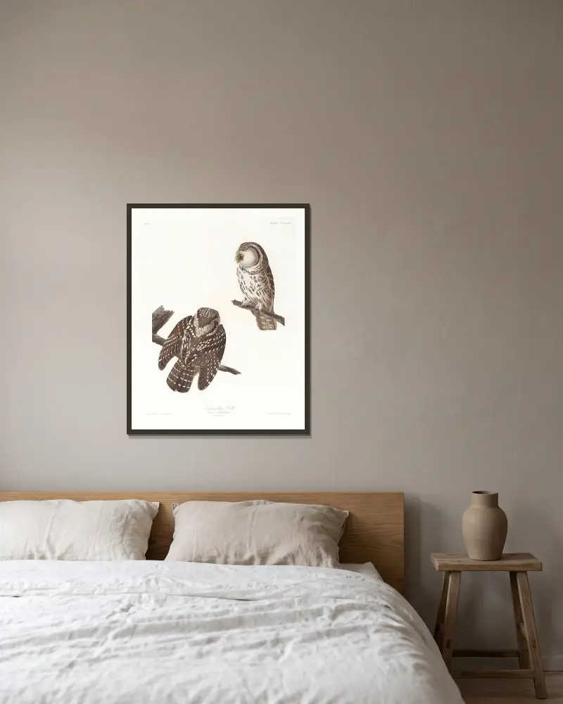 Tengmalms uggla, John James Audubon v rámu na stěně