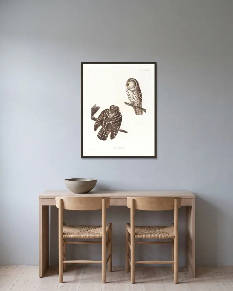 Tengmalms uggla, John James Audubon v rámu na stěně