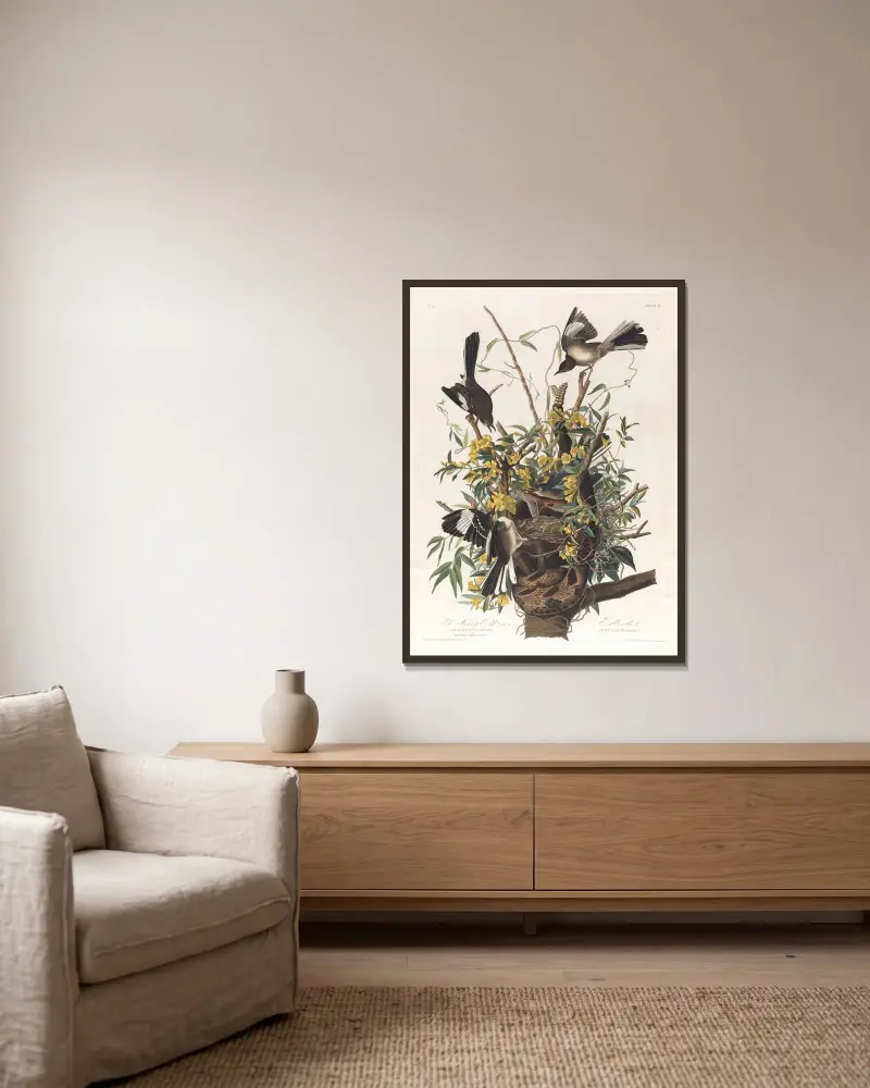 Der Spottvogel von John James Audubon gerahmt an einer Wand