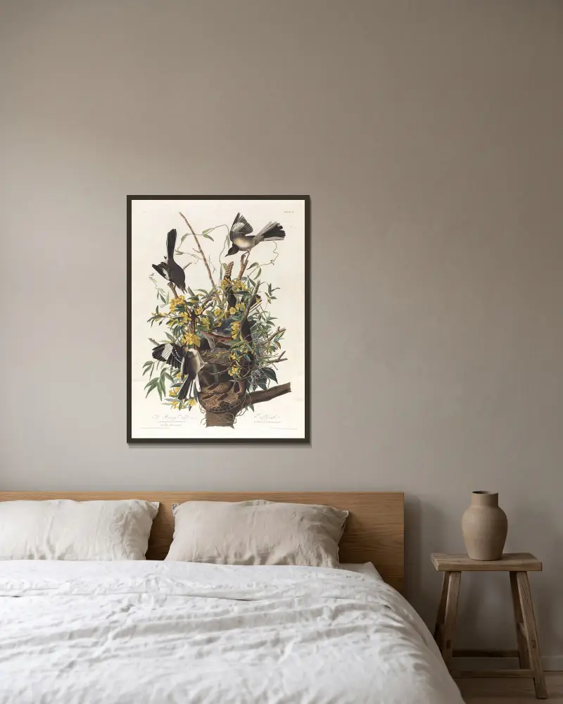 Der Spottvogel von John James Audubon gerahmt an einer Wand