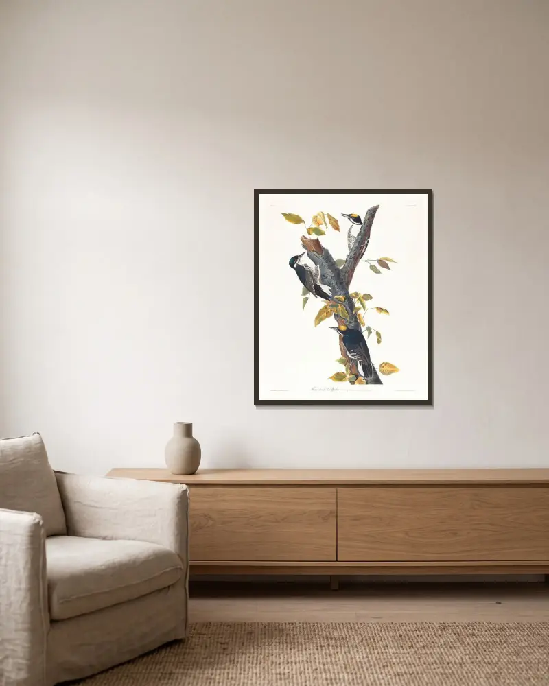 Dreizehenspecht von John James Audubon gerahmt an einer Wand