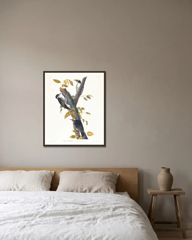 Dreizehenspecht von John James Audubon gerahmt an einer Wand