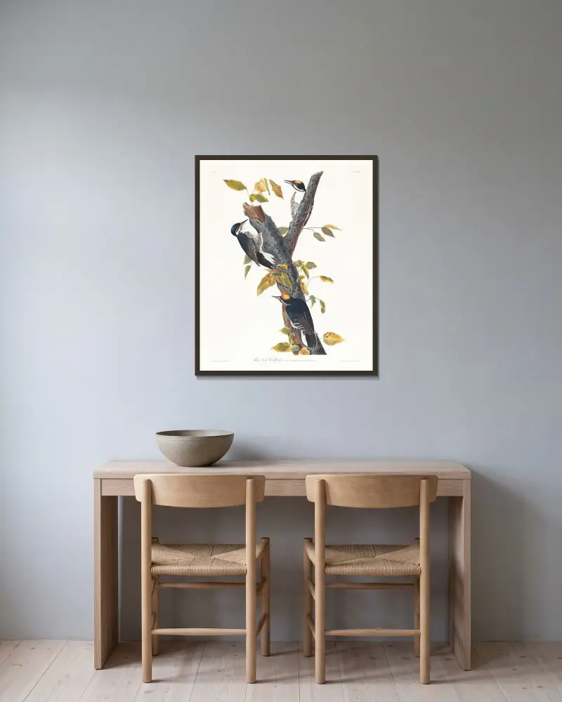Dreizehenspecht von John James Audubon gerahmt an einer Wand
