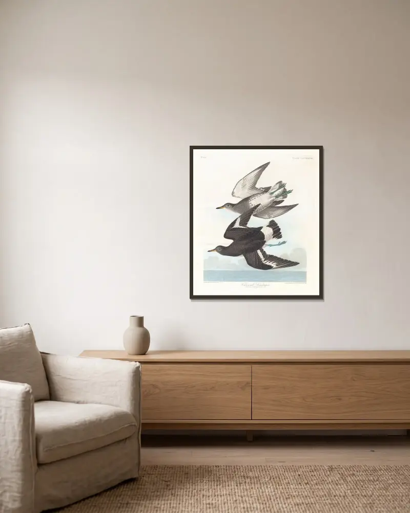 Townsendův jespák, John James Audubon v rámu na stěně