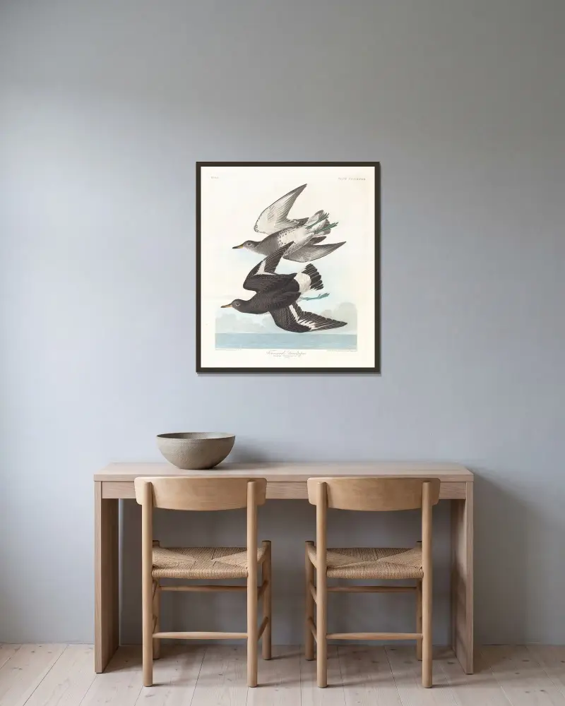 Townsendův jespák, John James Audubon v rámu na stěně
