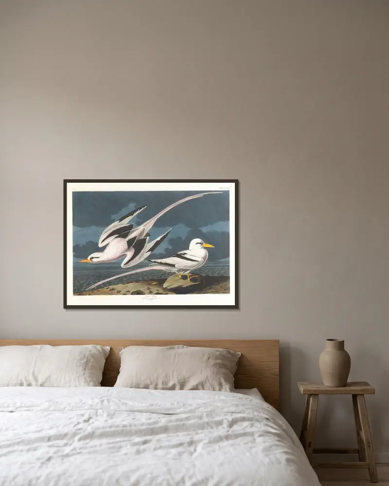 Tropický pták, John James Audubon v rámu na stěně