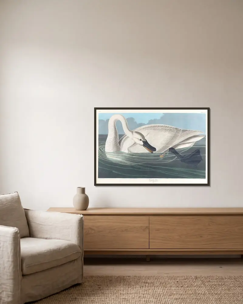Trompeterschwan von John James Audubon gerahmt an einer Wand