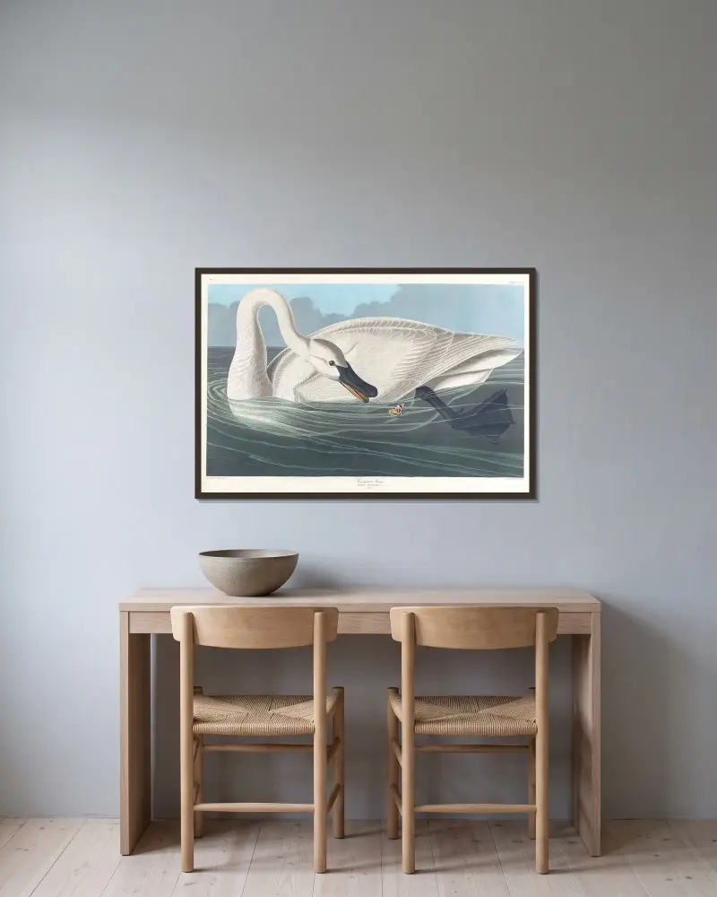 Trompeterschwan von John James Audubon gerahmt an einer Wand