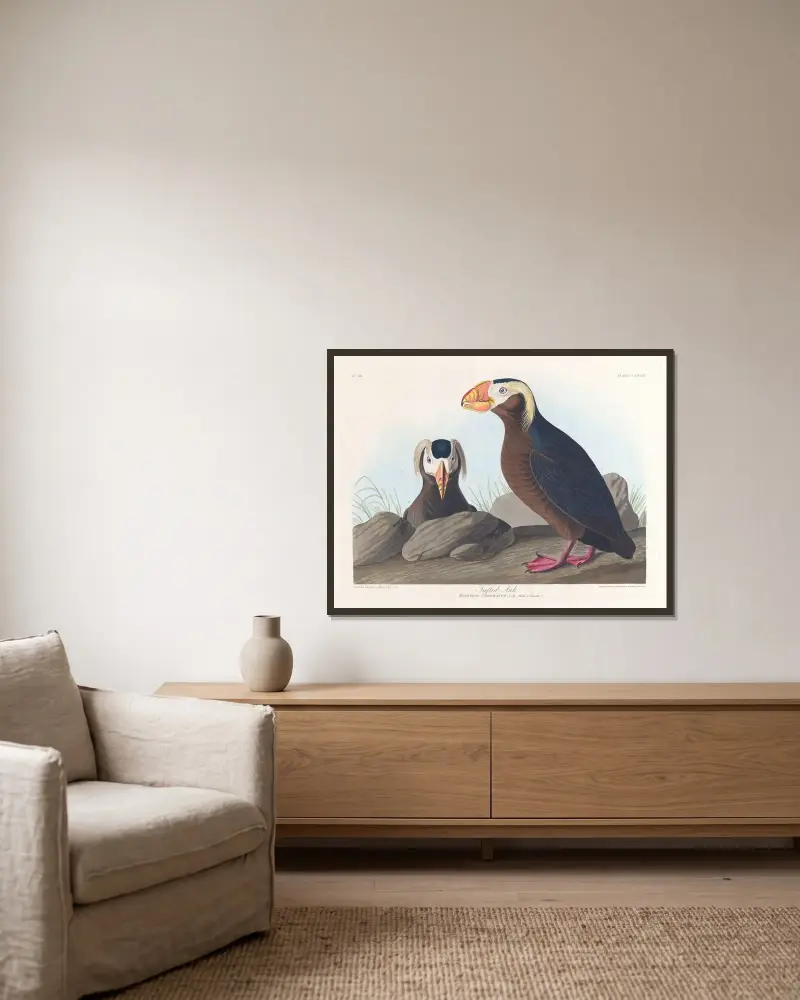 Alk med tofs, John James Audubon v rámu na stěně