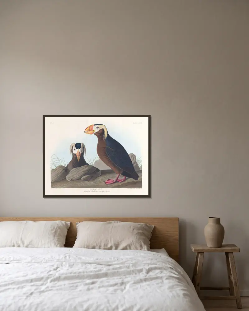 Alk med tofs, John James Audubon v rámu na stěně