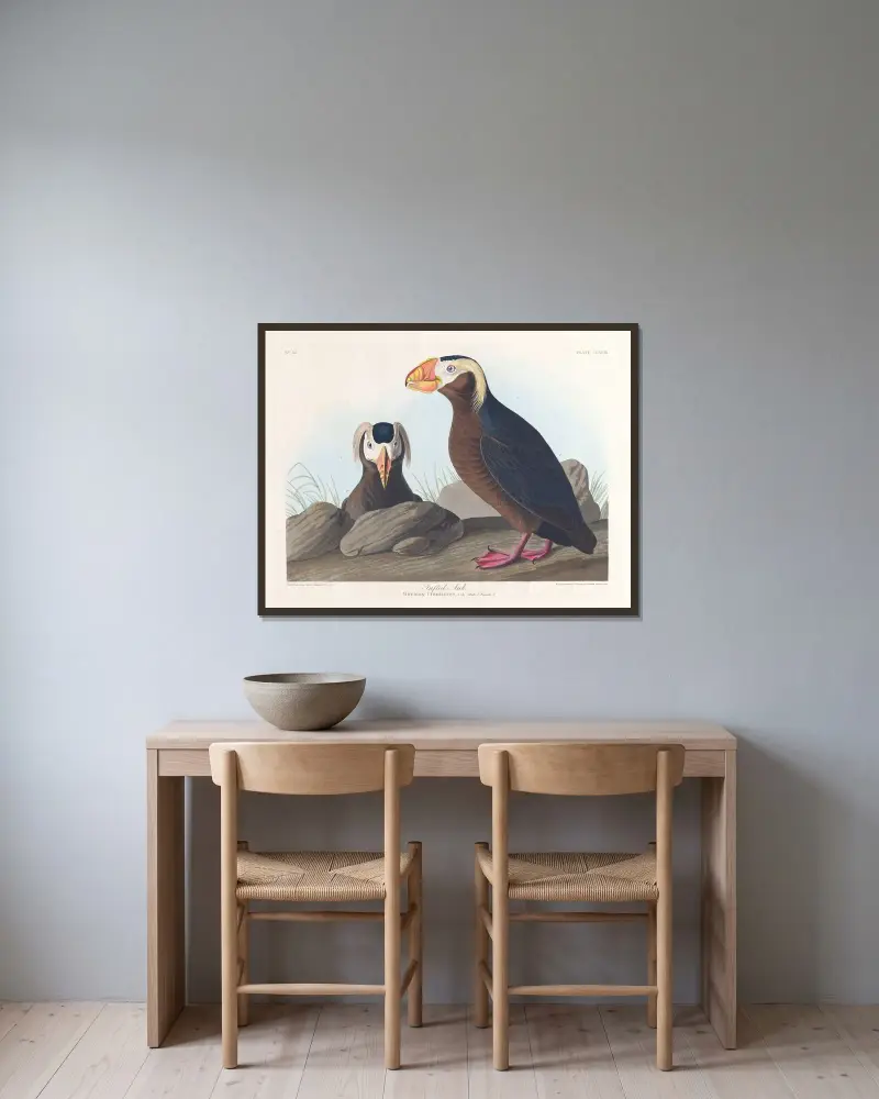 Alk med tofs, John James Audubon v rámu na stěně