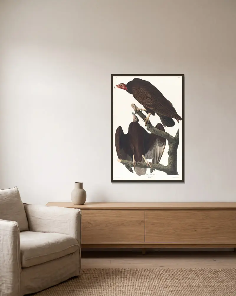 Krocanec havraní, John James Audubon v rámu na stěně