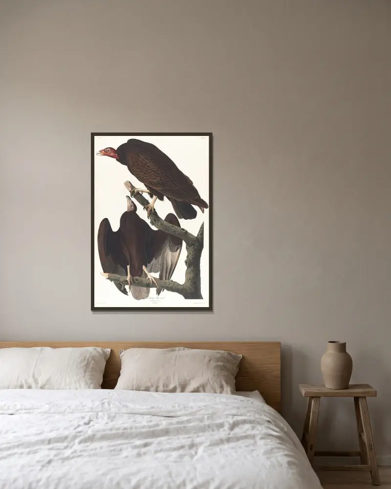 Krocanec havraní, John James Audubon v rámu na stěně