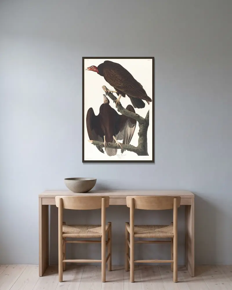 Krocanec havraní, John James Audubon v rámu na stěně