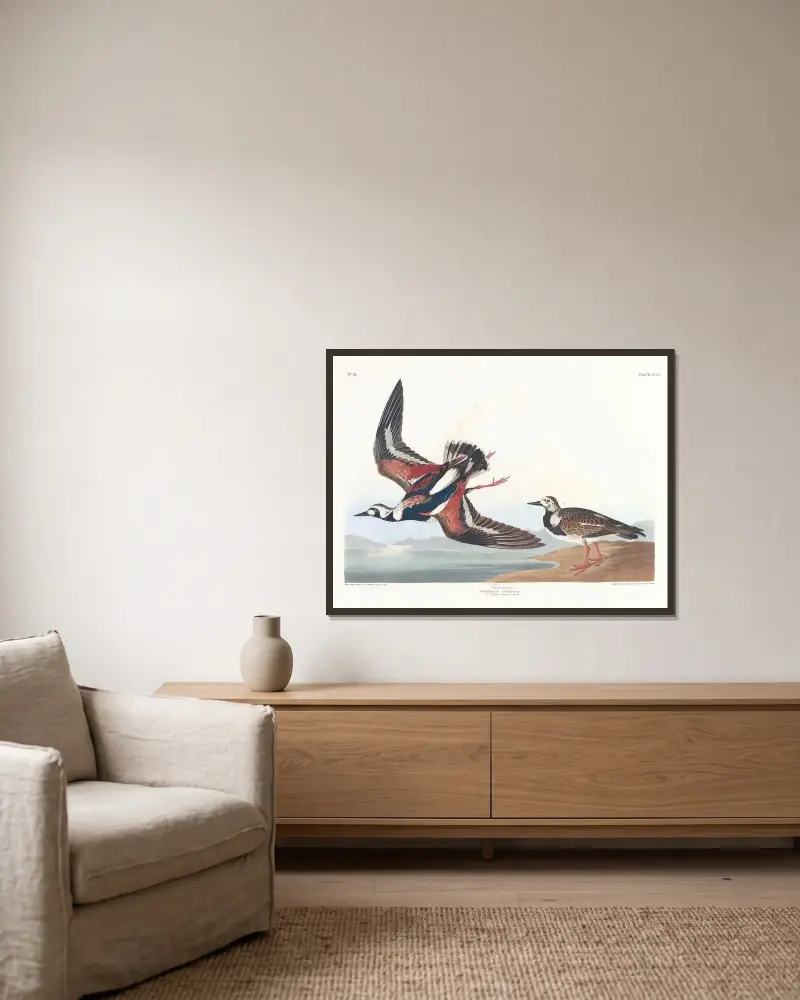 Kamiennik, John James Audubon w ramie na ścianie