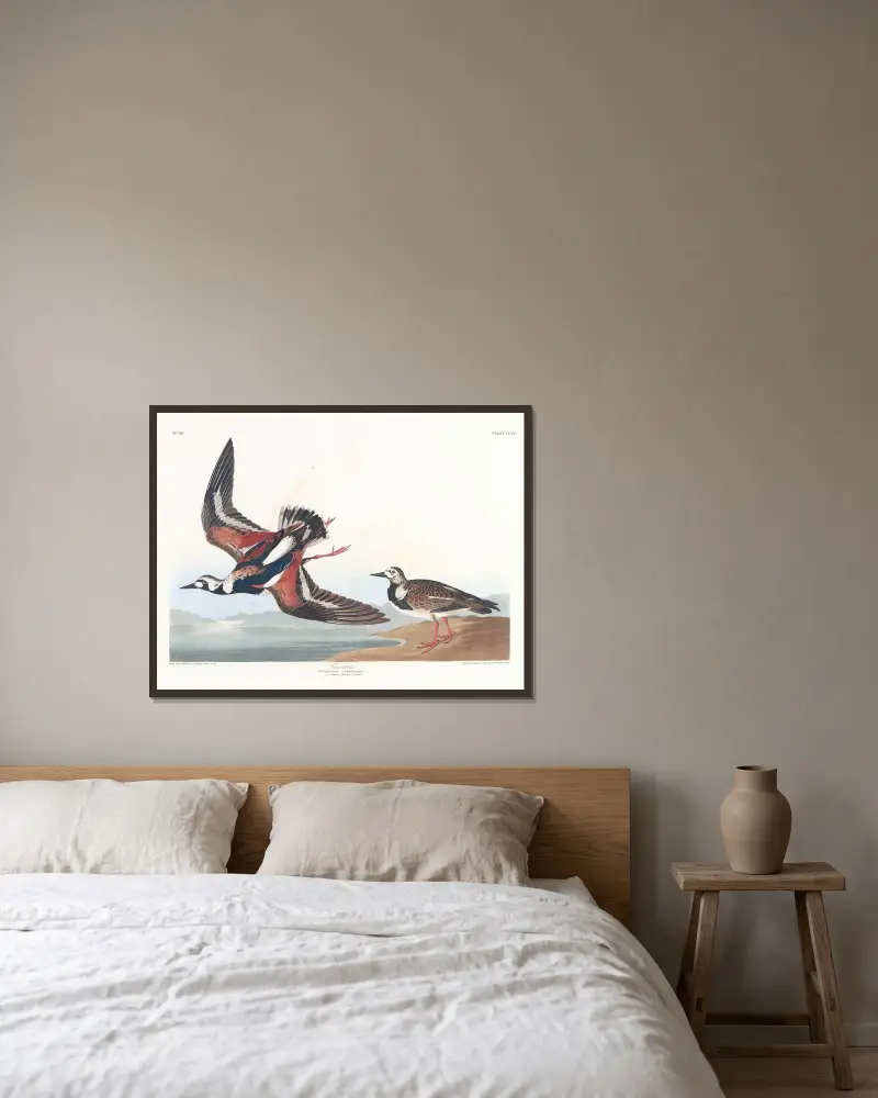 Kamiennik, John James Audubon w ramie na ścianie