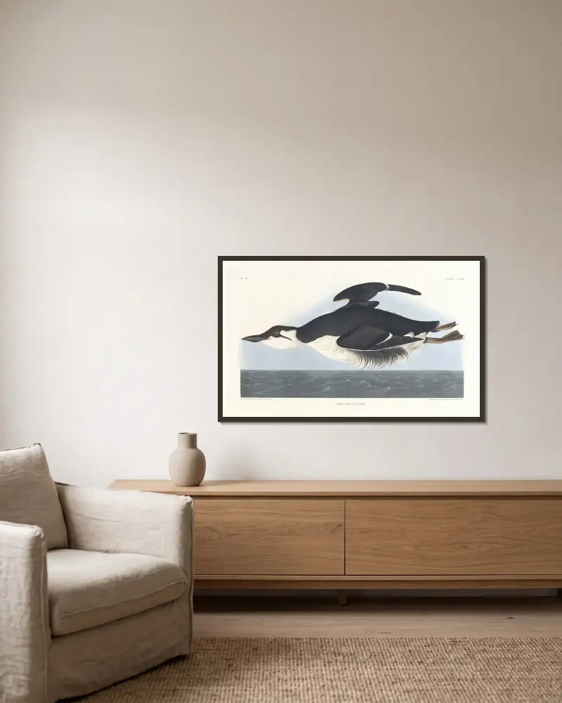 Uria brunnichii, John James Audubon w ramie na ścianie