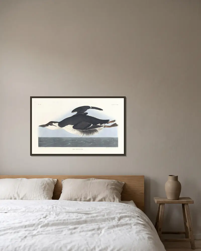 Uria brunnichii, John James Audubon w ramie na ścianie