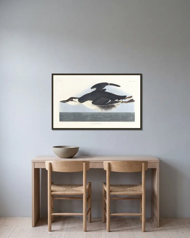 Uria brunnichii, John James Audubon w ramie na ścianie