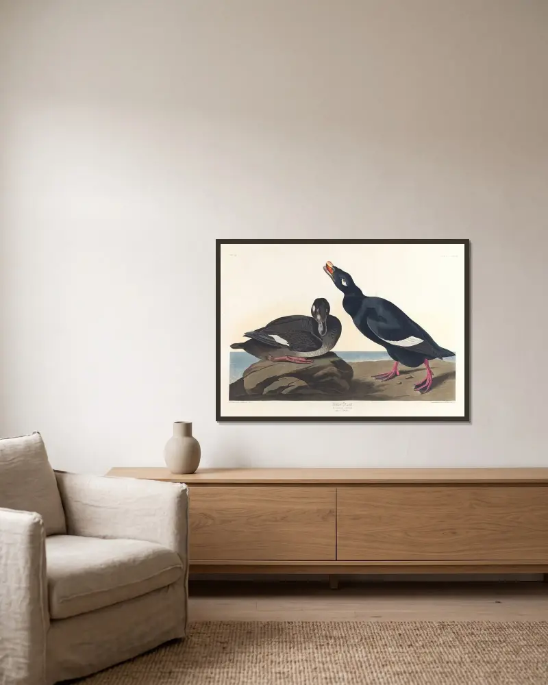 Samtente von John James Audubon gerahmt an einer Wand