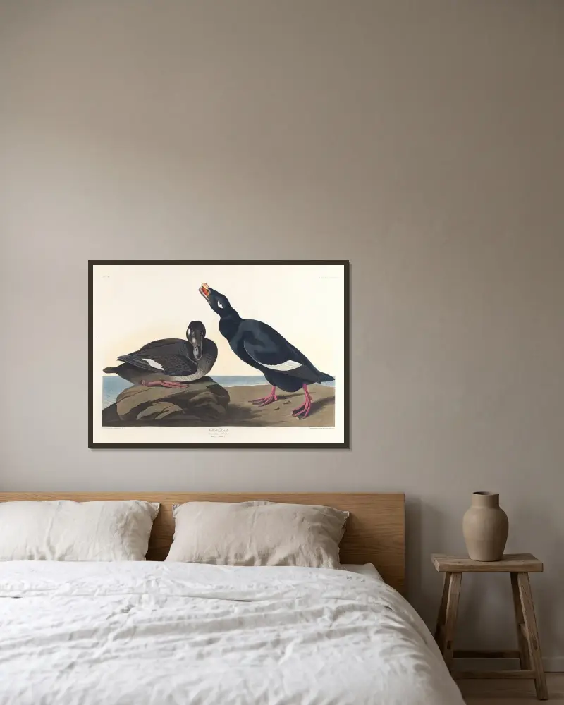 Samtente von John James Audubon gerahmt an einer Wand