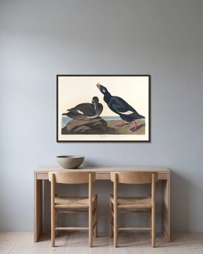 Samtente von John James Audubon gerahmt an einer Wand