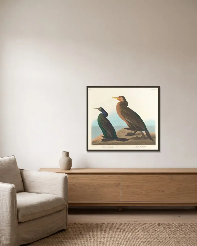 Fialovozelený kormorán, John James Audubon v rámu na stěně