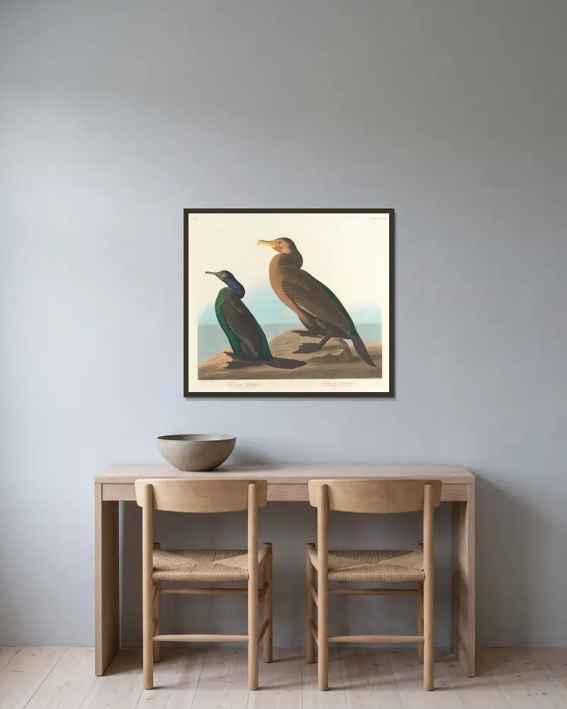 Fialovozelený kormorán, John James Audubon v rámu na stěně