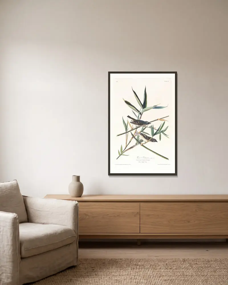 Vireo solitarius, John James Audubon v rámu na stěně