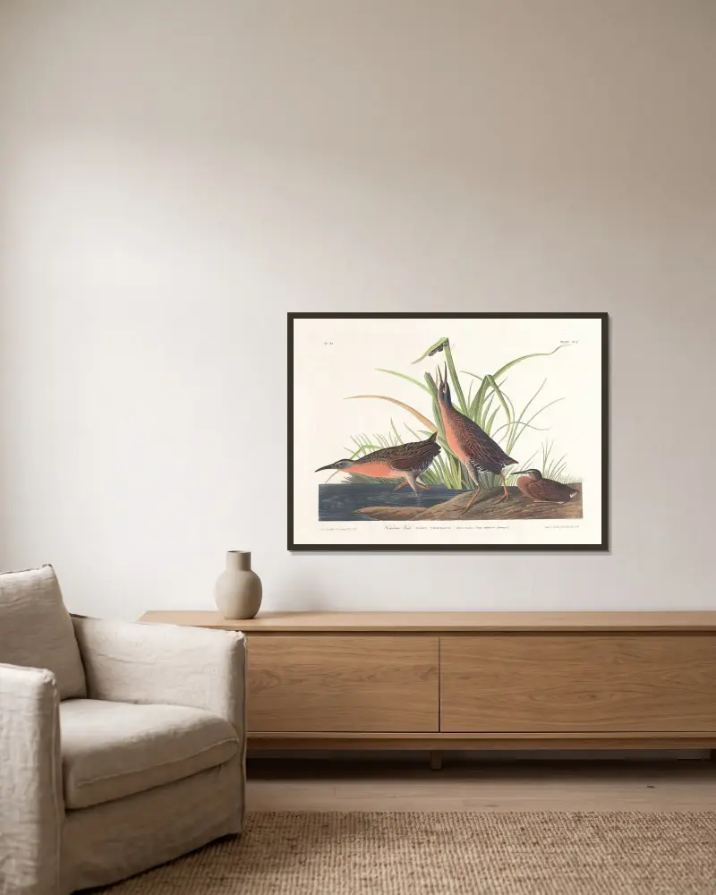 Virginiarall, John James Audubon v rámu na stěně