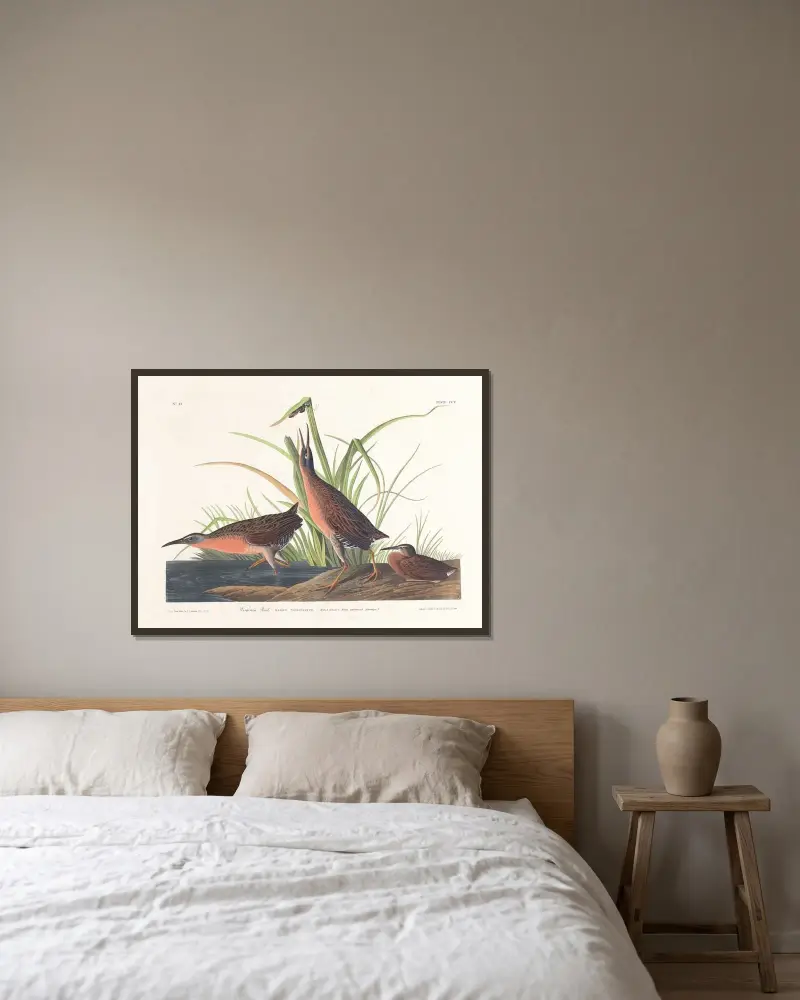 Virginiarall, John James Audubon v rámu na stěně