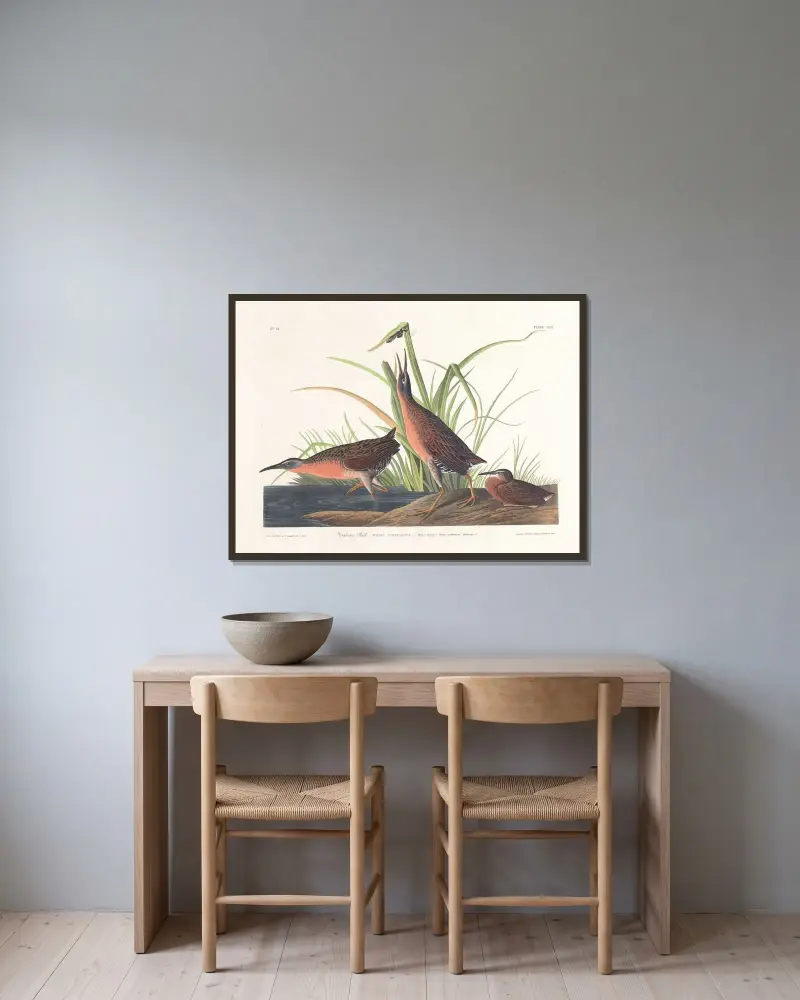 Virginiarall, John James Audubon v rámu na stěně