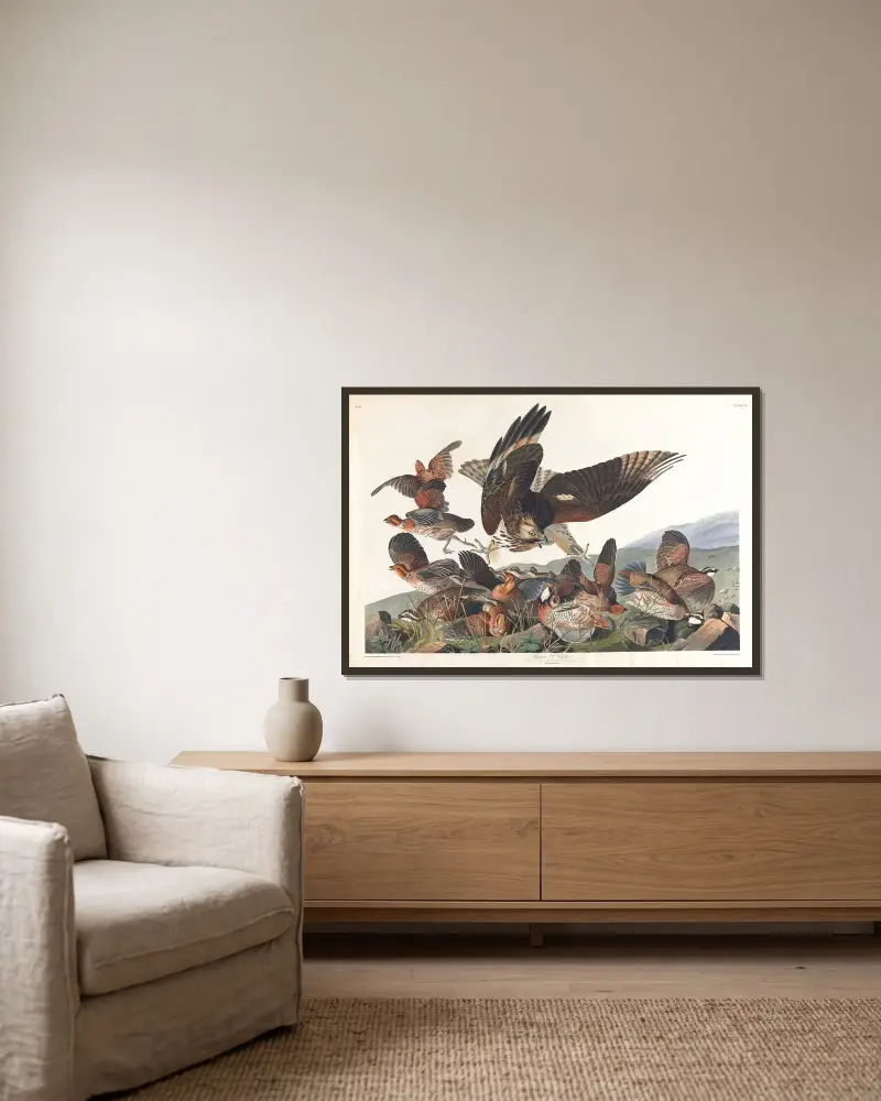 Virginská koroptev, John James Audubon v rámu na stěně