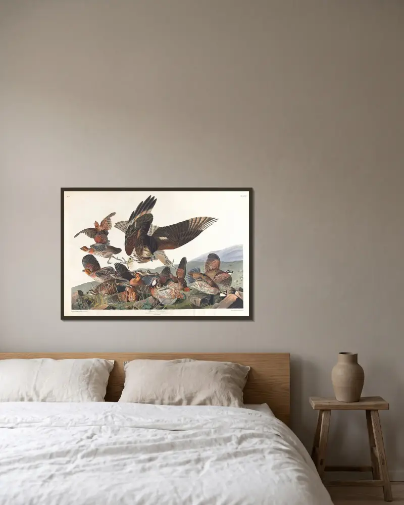 Virginská koroptev, John James Audubon v rámu na stěně