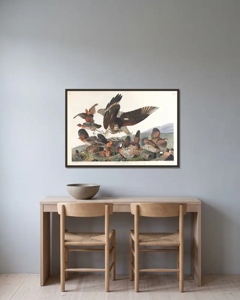 Virginská koroptev, John James Audubon v rámu na stěně