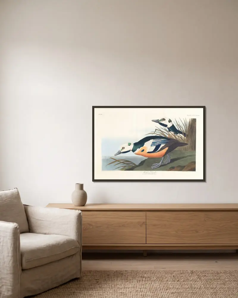 Divoká kachna, 1827 – č. 2, John James Audubon v rámu na stěně
