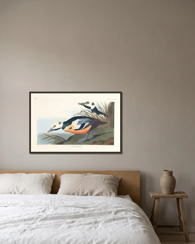 Divoká kachna, 1827 – č. 2, John James Audubon v rámu na stěně