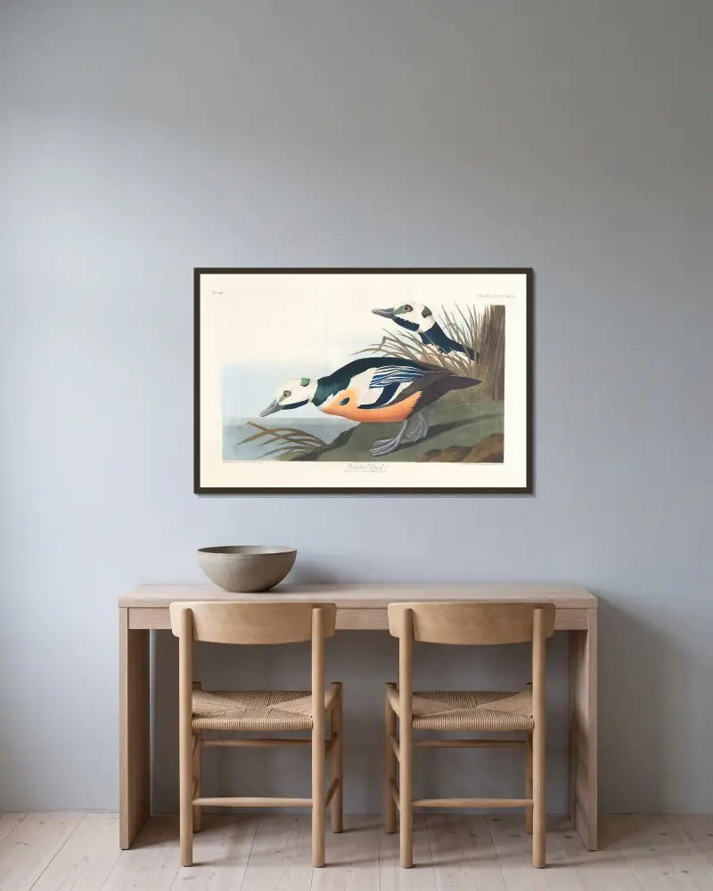 Divoká kachna, 1827 – č. 2, John James Audubon v rámu na stěně