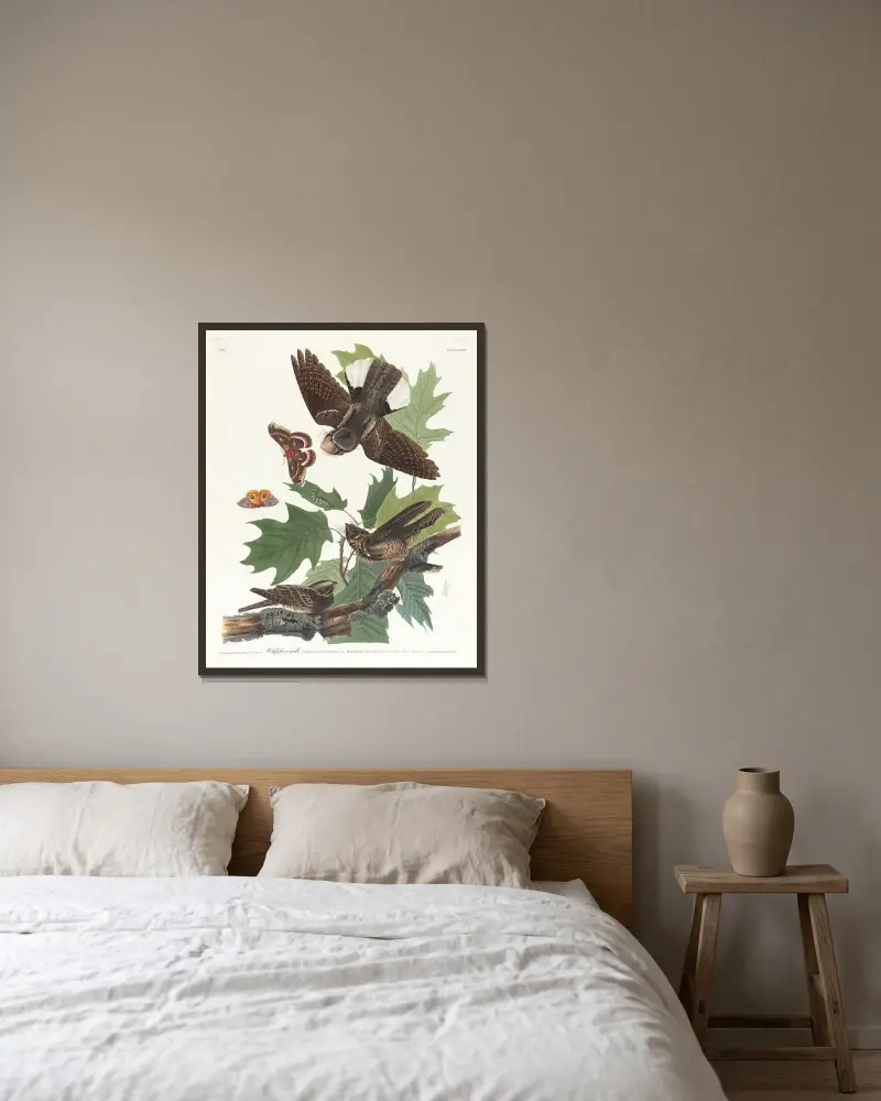 Whip-poor-will, John James Audubon v rámu na stěně
