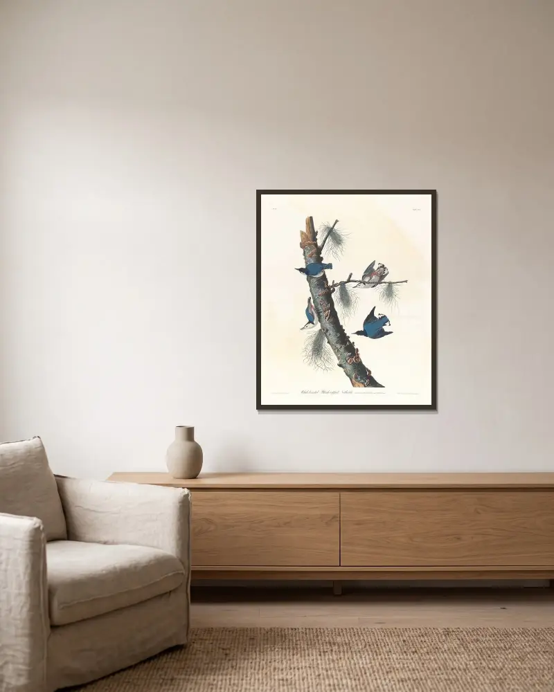Weißbrust-Kleiber mit schwarzer Kappe von John James Audubon gerahmt an einer Wand