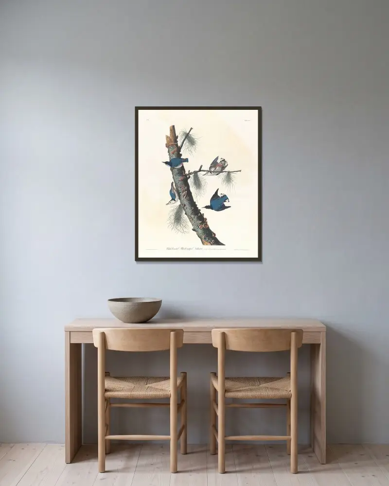 Weißbrust-Kleiber mit schwarzer Kappe von John James Audubon gerahmt an einer Wand