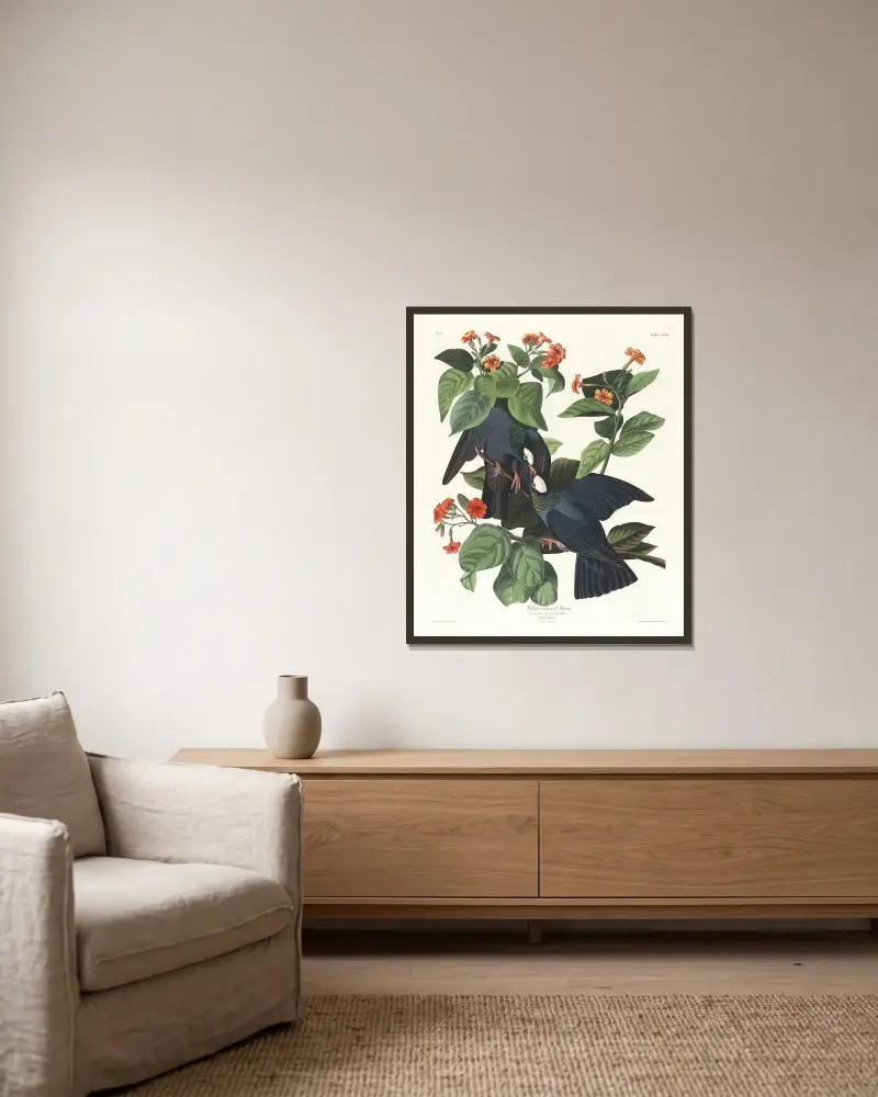 Weißkronentaube von John James Audubon gerahmt an einer Wand