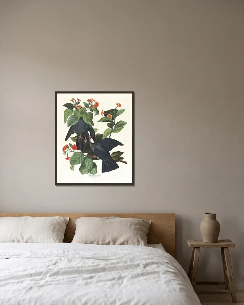 Weißkronentaube von John James Audubon gerahmt an einer Wand