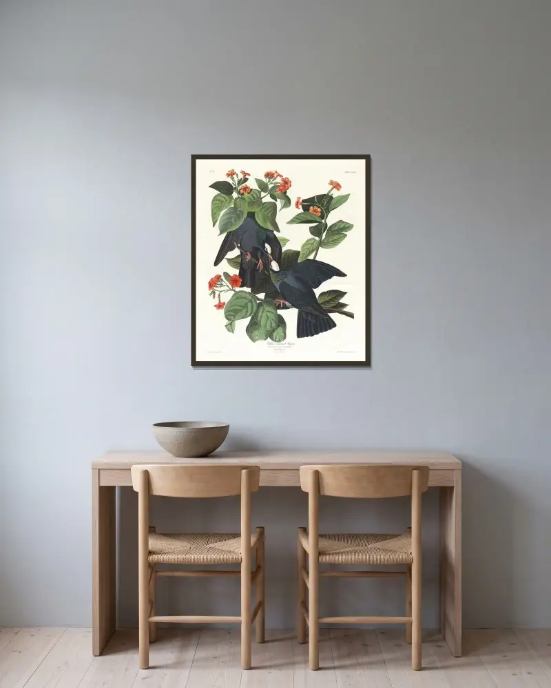 Weißkronentaube von John James Audubon gerahmt an einer Wand